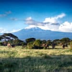 Serengeti Afrika Kenia Kilimandscharo