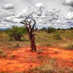 Baum Rote Serengeti Kenia