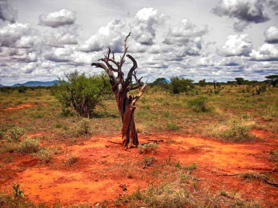 Baum Rote Serengeti Kenia