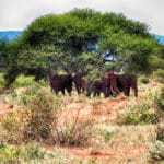 kenia afrika reise bilder 091