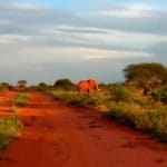 kenia afrika reise bilder 190