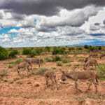 Serengeti Kenia