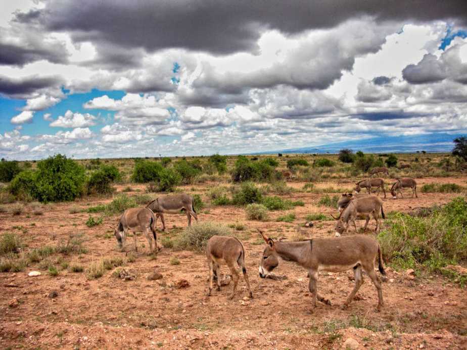 Serengeti Kenia