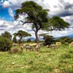 Serengeti Kenia