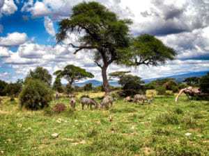 Serengeti Kenia