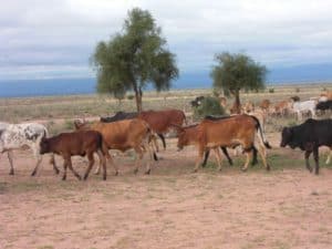 kenia afrika reise bilder 429